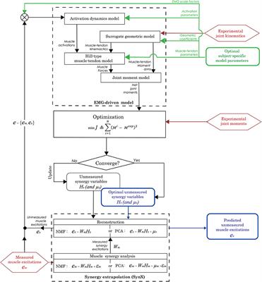 Evaluation of Synergy Extrapolation for Predicting Unmeasured Muscle Excitations from Measured Muscle Synergies